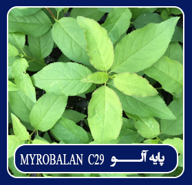 پایه آلو MYROBALAN C۲۹