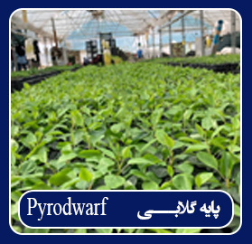 پایه گلابی Pyrodwarf