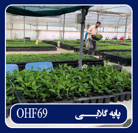 پایه گلابی OHF۶۹