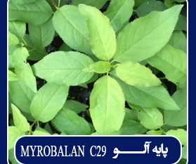 پایه آلو MYROBALAN  C۲۹