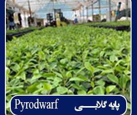 پایه گلابی  Pyrodwarf