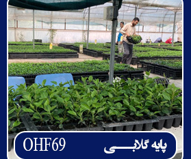 پایه گلابی OHF۶۹